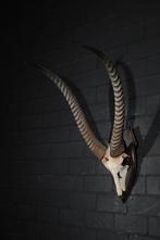 Waterbok Taxidermie wandmontage - Kobus ellipsiprymnus - 46, Verzamelen, Dierenverzamelingen, Nieuw