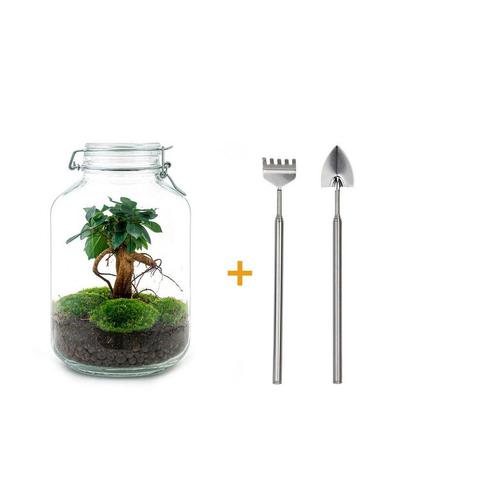 DIY terrarium - Jar - Ficus Ginseng bonsai -  28 cm - Rake, Huis en Inrichting, Kamerplanten, Verzenden