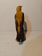 Wielewaal Taxidermie volledige montage - Oriolus oriolus -, Nieuw