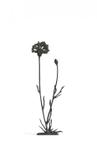 RaR - Thomas Eyck - object - t.e. 227, corn flower