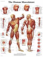 Anatomie poster spieren (Engels, 50x67 cm) + ophangsysteem, Nieuw, Verzenden