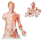 Anatomie model torso met organen deluxe, tweeslachtig, Sport en Fitness, Overige Sport en Fitness, Nieuw, Verzenden