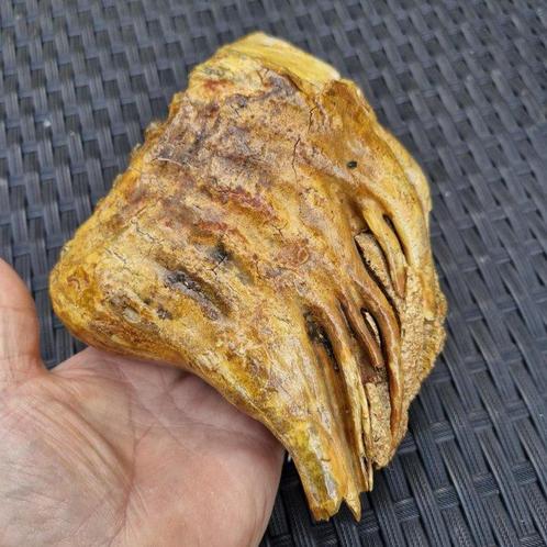 Wolharige mammoet - Fossiele kies - Mammuthus primigenius -, Verzamelen, Mineralen en Fossielen
