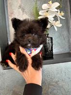 Echte beauty pomapoo mannetje mini , pomeranian x toy poedel, Dieren en Toebehoren, Parvo, 8 tot 15 weken, Meerdere, Nederland