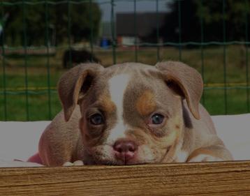 Old English Bulldog pups! t Gezonde type. Mogen direct mee! beschikbaar voor biedingen