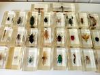 Grote verzameling diverse Insecten Taxidermie volledige, Antiek en Kunst