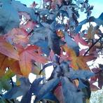 Amberboom Liquidambar Worplesdon | Prachtige herfstkleuren