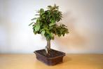Bosai Eleagnus - Hoogte (boom): 45 cm - Diepte (boom): 40 cm