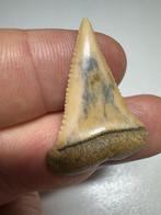 Haai - Fossiele tand - Carcharodon carcharias (Zonder