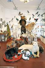 Taxidermy Amsterdam opgezette dieren, vlinders, stolpen etc., Verzamelen, Dierenverzamelingen, Nieuw, Overige soorten, Opgezet dier