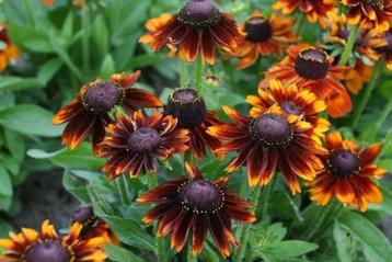 Rudbeckia toto rustic hirta (Tuinplanten) beschikbaar voor biedingen
