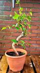 Berkeboom bonsai (Betula pendula) - 45×35 cm - Nederland