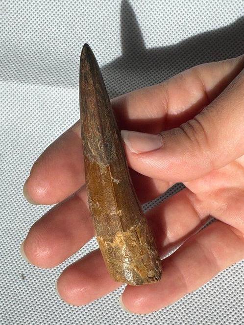 Dinosaurus - Fossiele tand - Spinosaurus aegyptiacus - 8.3, Verzamelen, Mineralen en Fossielen