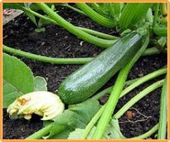 Courgette Darko F1 50 zaden, Hobby en Vrije tijd, Knutselen, Nieuw, Ophalen of Verzenden