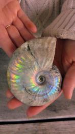 Ammoniet - Gefossiliseerd dier - Aioloceras (Cleoniceras), Nieuw