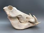 Wrattenzwijn Schedel - Phacochoerus africanus - 19 cm - 20, Verzamelen, Dierenverzamelingen, Nieuw