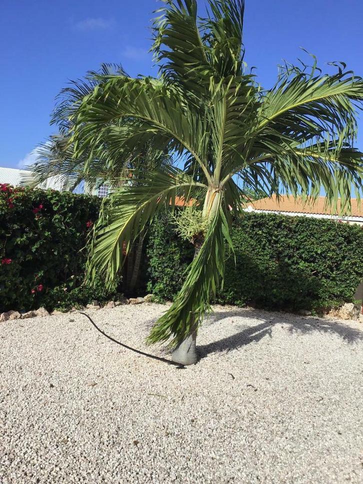 Villa land en Zeezicht Curaçao huren eind november tot 20/12, Vakantie, Vakantiehuizen | Nederlandse Antillen, Overige, Curaçao