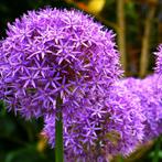 4x Allium Mix bollen, Verzenden