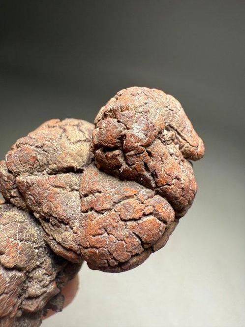 Gefossiliseerde poep - Fossiel fragment - Coprolite, Verzamelen, Mineralen en Fossielen