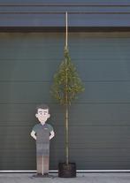 Portugese laurier hoogstam Prunus lusitanica h 250 cm st. om, Tuin en Terras, Planten | Tuinplanten, Verzenden