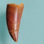 Dinosaurus - Fossiele tand - Abelisaurus - 23 mm - 10 mm, Verzamelen, Mineralen en Fossielen