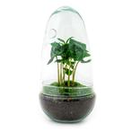 DIY terrarium - Egg Coffea Arabica -  25 cm, Tuin en Terras, Verzenden