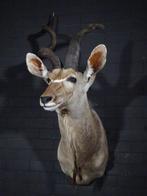 Greater Kudu Shoulder-mount - Schedel - Tragelaphus, Nieuw