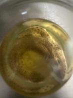 Haai Taxidermie volledige montage - Scyliorhinus stellaris -, Antiek en Kunst