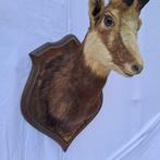 Gems Taxidermie wandmontage - Rupicapra rupicapra - très, Nieuw