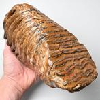 Wolharige mammoet - Fossiele tand - Mammuthus primigenius -