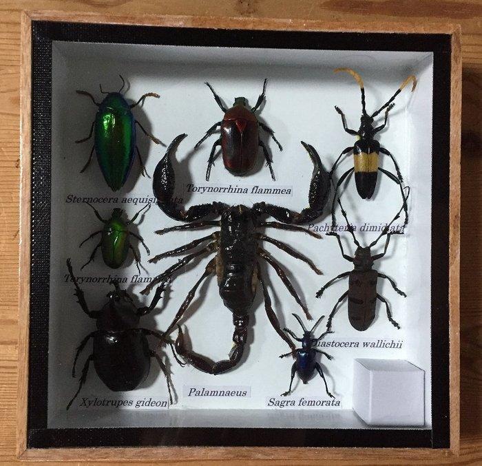 Schorpioenen, kevers en langsnuitkevers (enzovoorts), Verzamelen, Dierenverzamelingen