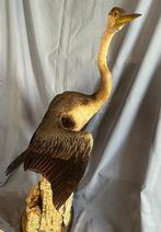 Afrikaanse aalscholver Taxidermie volledige montage -, Nieuw