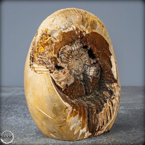 Ammoniet Vernis in Septarier-Matrix- 911.52 g, Verzamelen, Mineralen en Fossielen