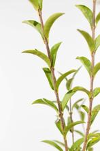 Liguster / Ligustrum Vulgare Atrovirens 150-175cm, Vaste plant, Lente, Verzenden, Volle zon