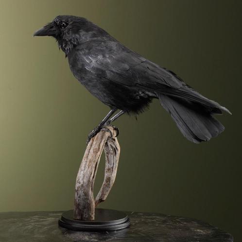 Kraai Taxidermie Opgezette Dieren By Max, Verzamelen, Dierenverzamelingen, Opgezet dier, Nieuw, Vogel, Ophalen of Verzenden