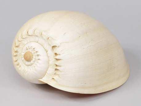 Melo Diadema schelp 20-22 cm. Per stuk, Hobby en Vrije tijd, Knutselen, Nieuw, Ophalen of Verzenden