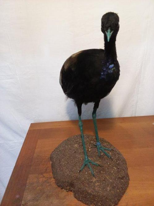Grijze vleugeltrumpeter Taxidermie volledige montage -, Verzamelen, Dierenverzamelingen