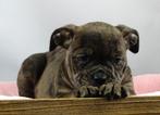 Old English Bulldog pups! t Gezonde type. Mogen direct mee!, Parvo, Nederland, 8 tot 15 weken, Bulldog