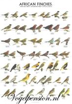 Gelamineerde poster van Afrikaanse vinken | Duurzame &, Verzenden