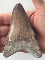 Megalodon tand 10,9 cm - Fossiele tand - Carcharocles, Nieuw