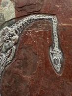Fossiele plaatmatrix - Keichousaurus sp. - 24.5 cm - 19 cm