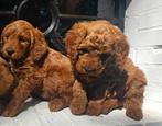 Snoeperige Labradoodle  Doodledream pups, Parvo, Nederland, Overige rassen, 8 tot 15 weken