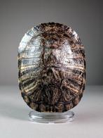 Rode oor sliderschildpad Pantser - Trachemys scripta elegans, Verzamelen, Dierenverzamelingen, Nieuw