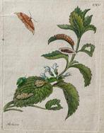 Maria Sibylla Merian (1647–1717) - Melisse , Originale