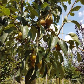 Perenboom - Pyrus Conference - Omtrek: 6-10 cm | Halfstam beschikbaar voor biedingen