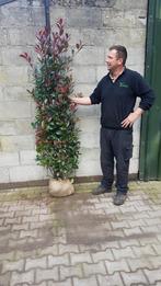 Photinia Fraseri Red Robin Haagplanten Verzending mogelijk, Verzenden, Overige soorten, Struik, 100 tot 250 cm