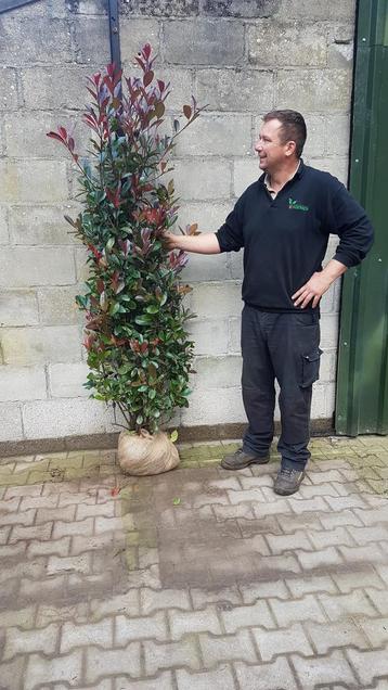 Photinia Fraseri Red Robin Haagplanten Verzending mogelijk beschikbaar voor biedingen