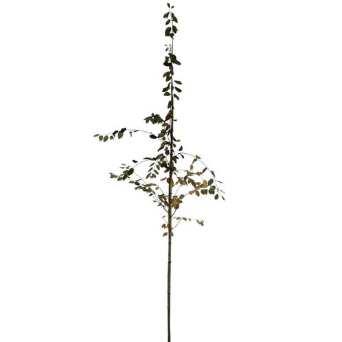 Krentenboompje -  Amelanchier lamarckii - Omtrek: 6-10 cm |, Tuin en Terras, Planten | Bomen, Ophalen of Verzenden