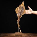 Shovelnose Gitaarvis - Jenny Haniver Taxidermie volledige, Verzamelen, Dierenverzamelingen, Nieuw
