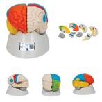 Anatomie model van de hersenen, functioneel, 8-delig, Nieuw, Verzenden